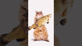 Cat meow 😻 music 🎶shorts viralvideo [upl. by Dunn]