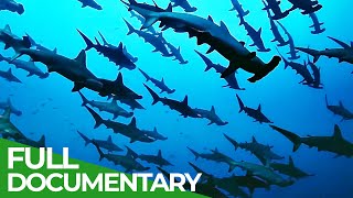 The Wild Pacific  Gigantic Ocean Teeming With Life  Free Documentary Nature [upl. by Byrn]