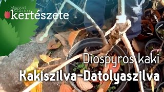 Diospyros kaki  Sharonfruit  Hurma  Kákó  Persimon  Kakiszilva  Datolyaszilva [upl. by Lindly]