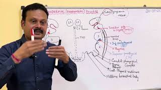 Endodermal  pharyngeal [upl. by Omer]