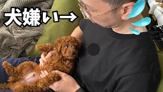 犬嫌いのパパが人の事大好きなトイプードルと暮らした結果…【トイプードル デカプー 】 [upl. by Berner]