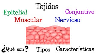 🍖 ¿Qué son los Tejidos 🍖 Tipos y Características Fácil y Rápido  FÍSICA [upl. by Nirroc]