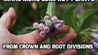 Propagating Russian comfrey bocking 14 by Root and diivision [upl. by Felic]