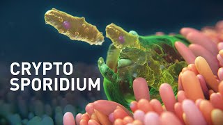 Cryptosporidium Infected Organoids  Mechanism of Disease Animation [upl. by Rakel956]