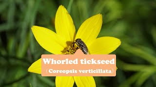 Always cheerfulWhorled tickseed [upl. by Pinchas]