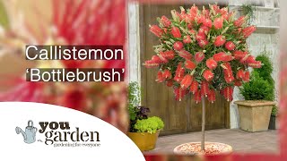 Callistemon Bottlebrush with Peter McDermott [upl. by Hamilton]