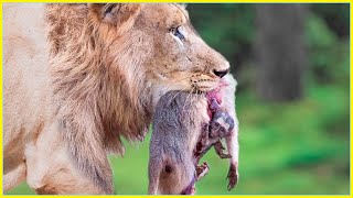 23 Amazing Moments Predators Hunting Helpless Baby Animals [upl. by Ialohcin559]