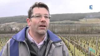 Viticulture  comment tailler la vigne avec une météo si douce [upl. by Lyred]