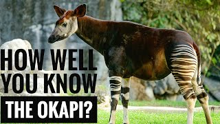 Okapi  Description Characteristics and Facts [upl. by Ainehs]