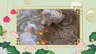 قطط بيضاء جميلة تلعب وتمرح White cute cats playing and Having Fun [upl. by Fesoj111]