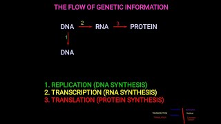 6 Cell biology  Central dogma and the Flow of genetic information شرح بالعربي [upl. by Eveineg391]