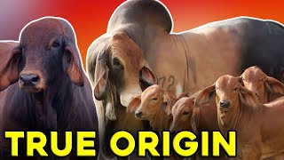 This is the TRUE ORIGIN of the Brahman Race [upl. by Neill807]