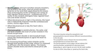 Regulation of cardiac activity apbiology ibbiology neetbiology olympiad asbiology lifescience [upl. by Ube]