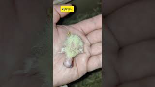 2 день пташеня папуги Корелла  Day 2 of Corella parrot chick  shorts cockatiel corellaparrot [upl. by Collayer457]