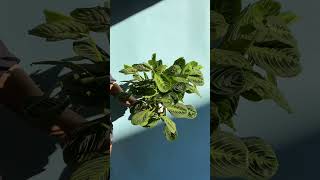 Maranta leuconeura Plant yourself [upl. by Lotti]