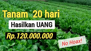 7 TANAMAN SUPER CEPAT MENGAHASILKAN UANG  MUDAH DITANAM [upl. by Norrej892]