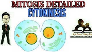 Detailed description of mitosis cytokinesisneed of mitosis for NEET AIIMS JIPMER [upl. by Nnylakcaj976]