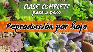 Cómo reproducir suculentas por hojatips consejos recomendaciones que funcionan👌👌 [upl. by Aryahay]