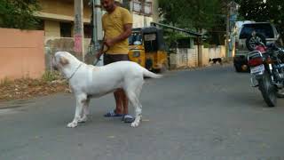 Fila Brasileiro aggresive brazilian mastiff [upl. by Dodie273]