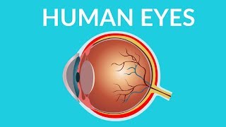 Human Eye Structure and Functions  Human eye video for kids [upl. by Airdnat]