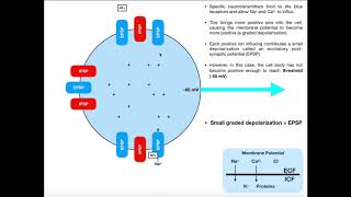 Graded Potentials EPSPs IPSPs amp Summation [upl. by Nynahs334]