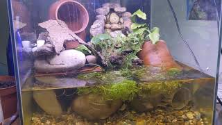 3 spined stickleback tank [upl. by Carleen]