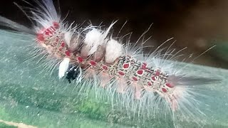 Brown tussock moth caterpillar [upl. by Ynes]