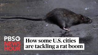 WATCH Rats are on the rise Here’s what cities are doing about it [upl. by Orsola865]