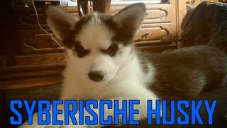 Syberische Husky [upl. by Avril]