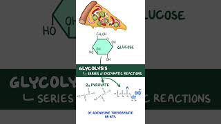 Clinical Cuts Glycolysis [upl. by Vania]