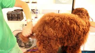 Royal Diamond Labradoodles The Hand Scissor Cut on Trimming the Tailmov [upl. by Aldarcy]