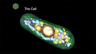 Cell Biology and Biophysics at EMBL [upl. by Enomad]