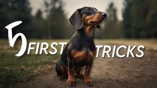 FIRST 5 tricks to teach your PUPPY [upl. by Atnek]