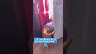 Service dog in training pitbullmom servicedog fyp foryourpage dogshorts like subscribe [upl. by Eirac]