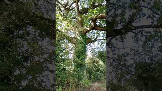 Guess the age of this oak tree nature plants tree [upl. by Yhtamit]