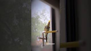 Cockatiel on High Alert for Random Feather Attacks 🪶  Tiel Named Loubert [upl. by Karilynn]