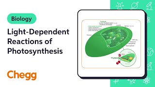 LightDependent Reactions of Photosynthesis  Introduction to Biology [upl. by Nagard]