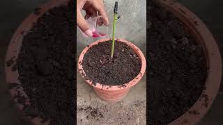 Harvest large papaya With new planting methods growingdaily shorts ytshortsindia grown growbig [upl. by Ecnahs]