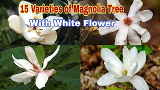 15 Varieties of Magnolia Tree With White Flower [upl. by Anovahs877]