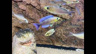 Dominant Cyprichromis leptosoma Kigoma F1 males  PISCES [upl. by Yelsnit]