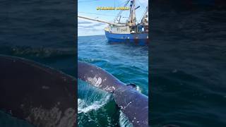 Friendly Humpbacks Blew Us Away With Their Gentle Giant Presence [upl. by Rourke]