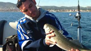 pêche en bateau le loup bar à la traine du coté de la CIOTAT [upl. by Ollie]