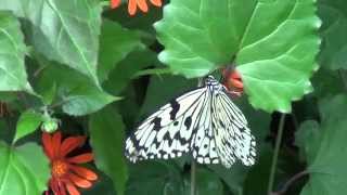 blackwhite lacewing butterfly flying [upl. by Libbi]