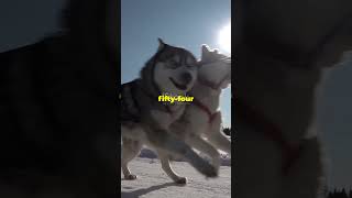 Balto The Heroic Husky Who Saved a Town [upl. by Miett]