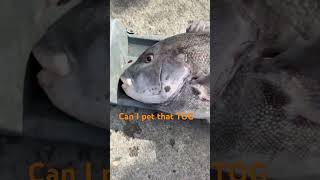 Can I Pet That Tog Go Get’em funny fishing fish tautog bridgefishing [upl. by Ailic]