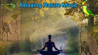 bird sound for meditation । meditation bird sounds । meditation music for birds। meditation music [upl. by Gabie]