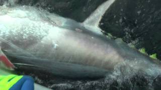 1000lb Bluefin Tuna PEI [upl. by Eltotsira]