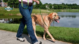 How To Fit the PetSafe® Gentle Leader® [upl. by Winfrid629]