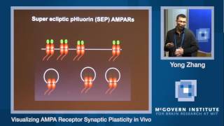 Yong Zhang Visualizing AMPA receptors synaptic plasticity in vivo McGovern Institute Symposium [upl. by Yesteb]