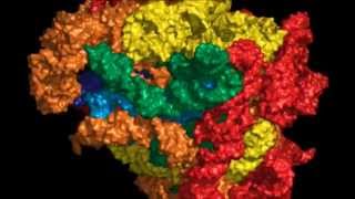 The Origins and Evolution of the Ribosome [upl. by Morez]